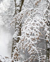Winter Woodland Scenes